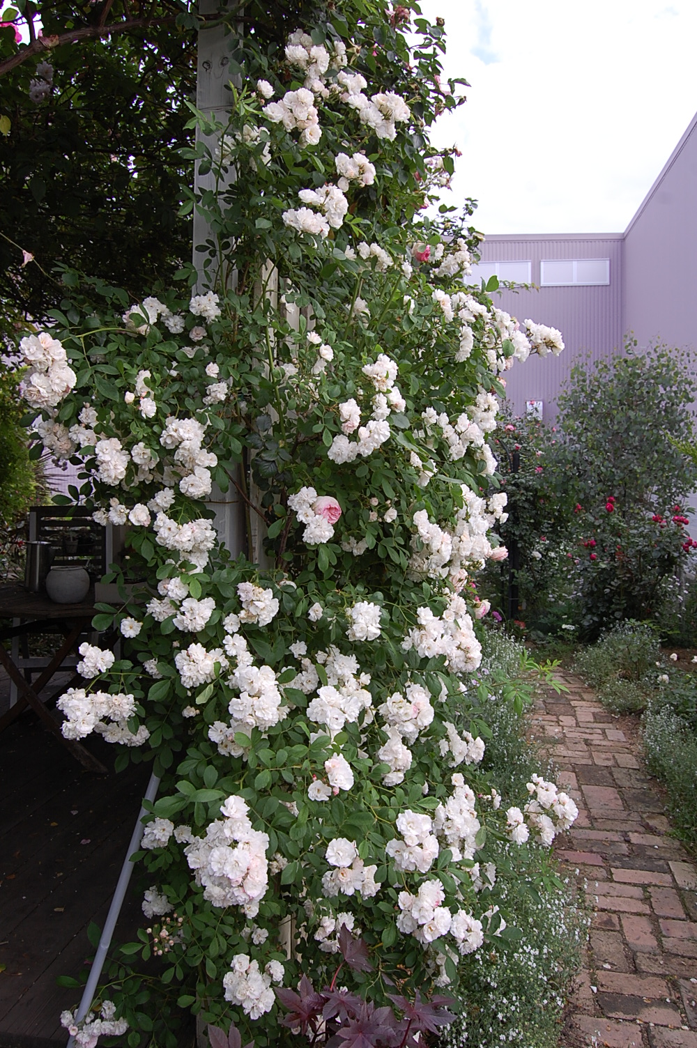 薔薇 群星とジェームスギャルウェイ リセの庭
