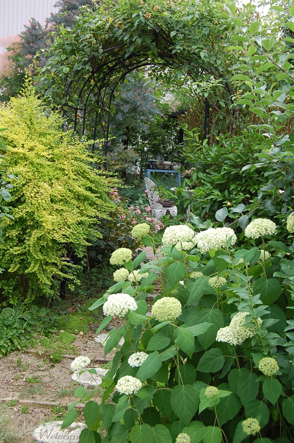 アナベルの挿し木とくちなしの花 リセの庭