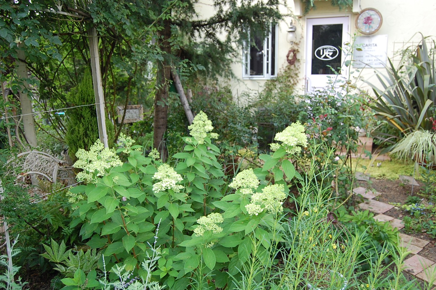 ノリウツギ ライムライトとユーカリ リセの庭