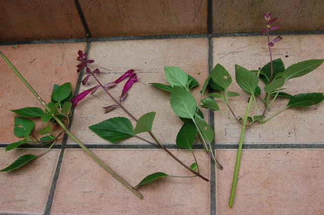 サルビアの挿し芽の仕方 リセの庭