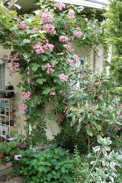 クレマチスとマイコと花車 リセの庭