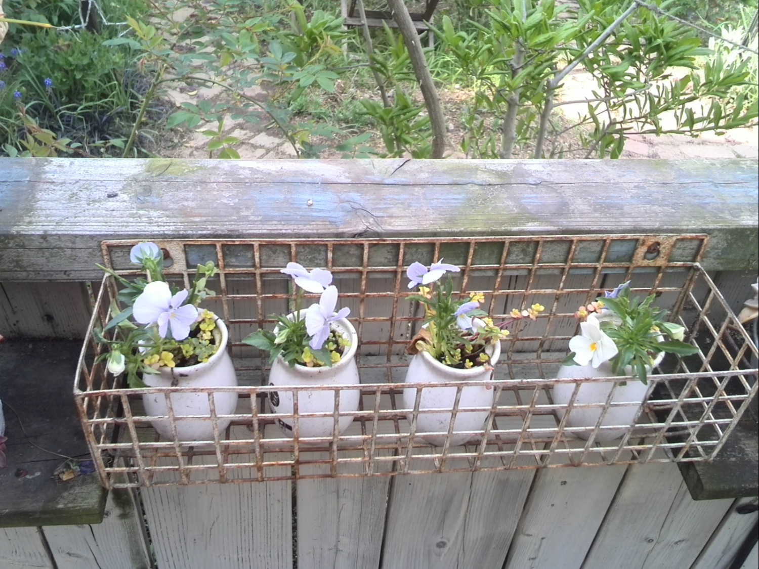 パンジー ビオラの花柄摘み リセの庭