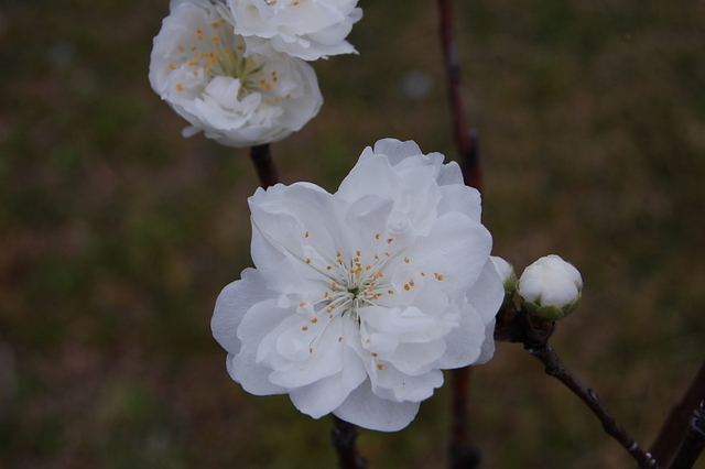 白い花編 花桃の白 リセの庭