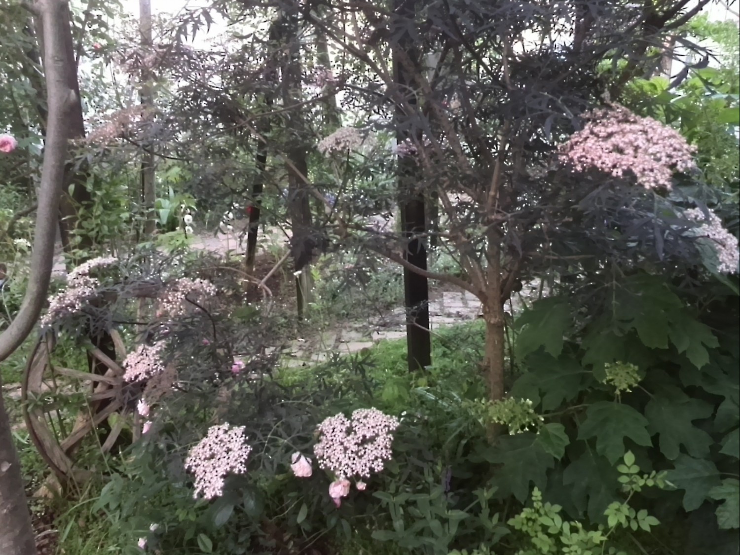 西洋ニワトコブラックレース リセの庭