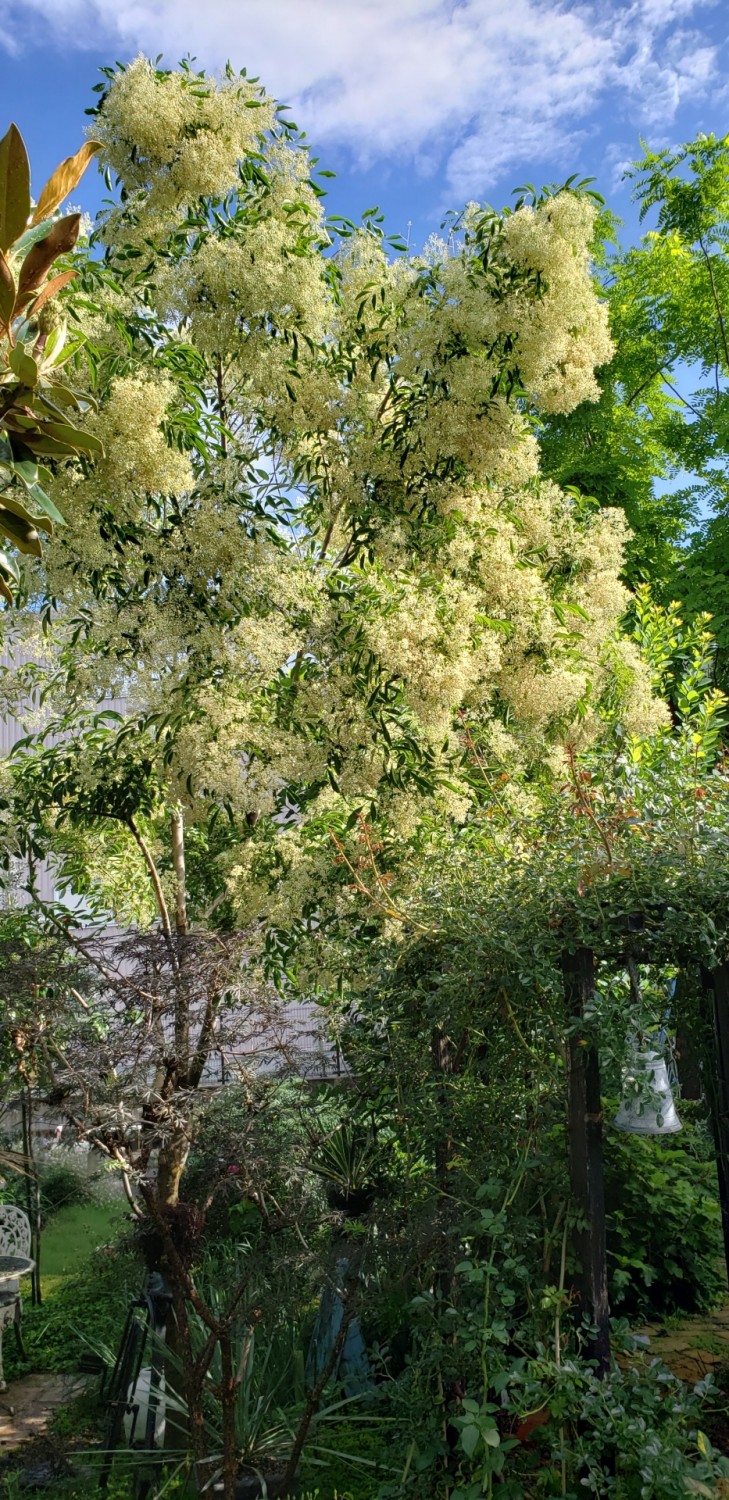 シマトネリコの花 リセの庭