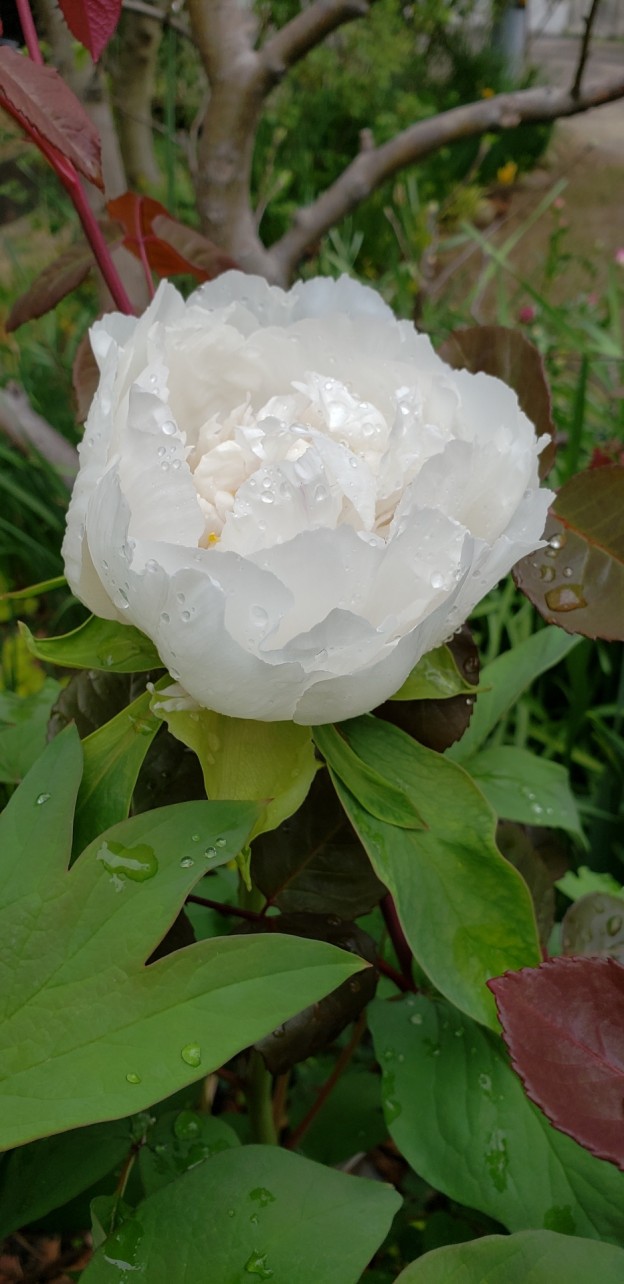 白い牡丹 リセの庭