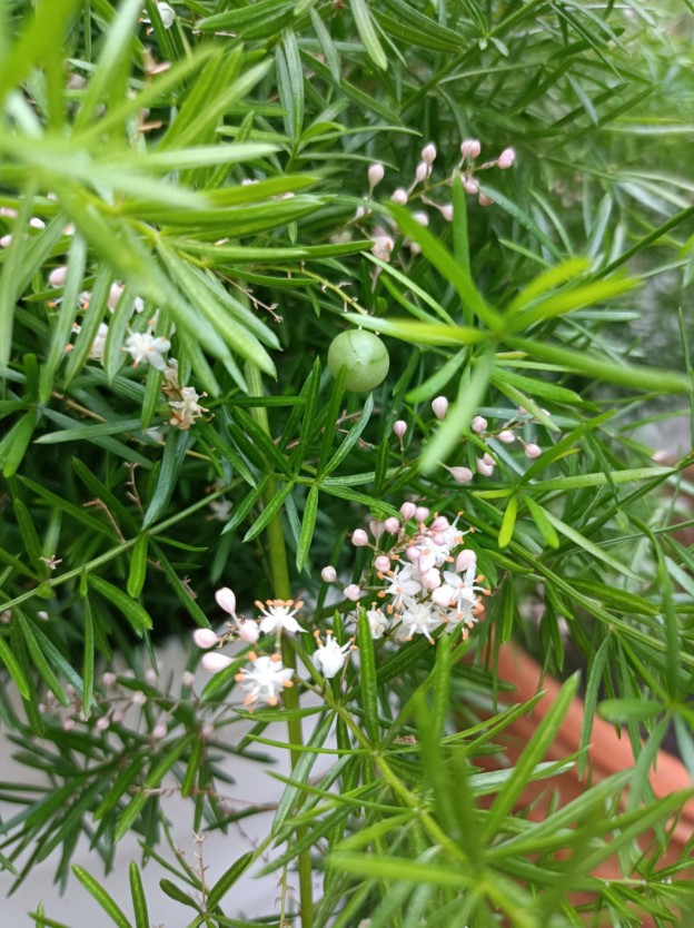 アスパラガススプレンゲリー リセの庭