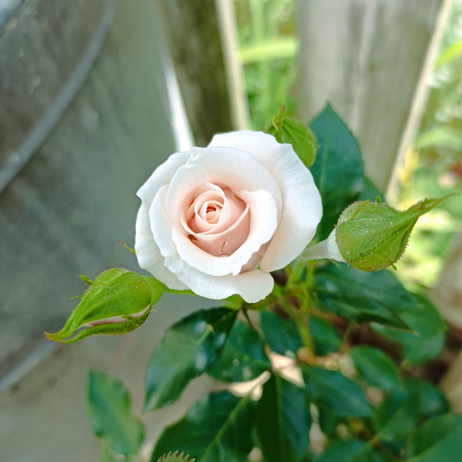 IMG_20250429_090359