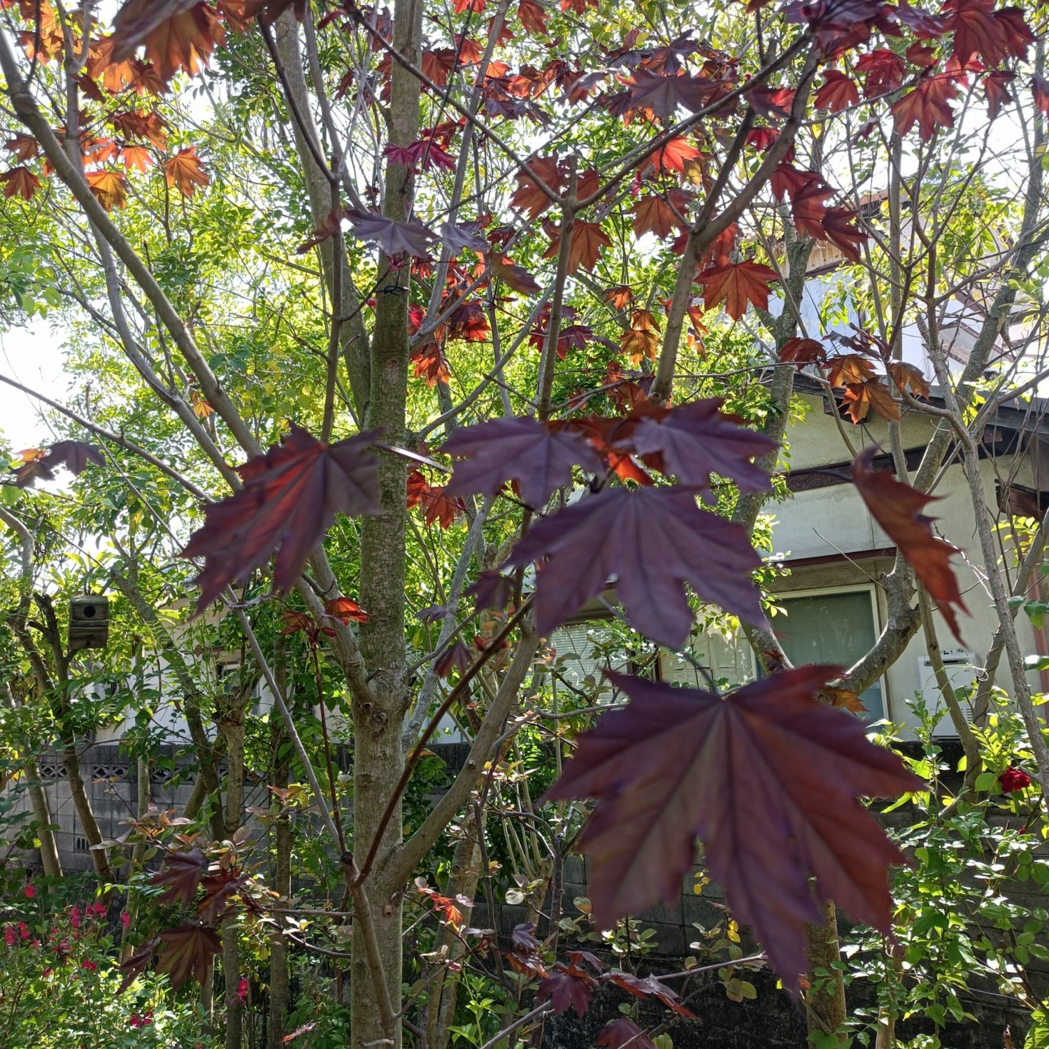 IMG_20250502_145054