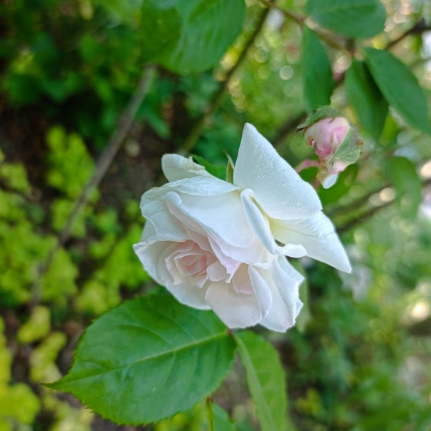 IMG_20250508_171520