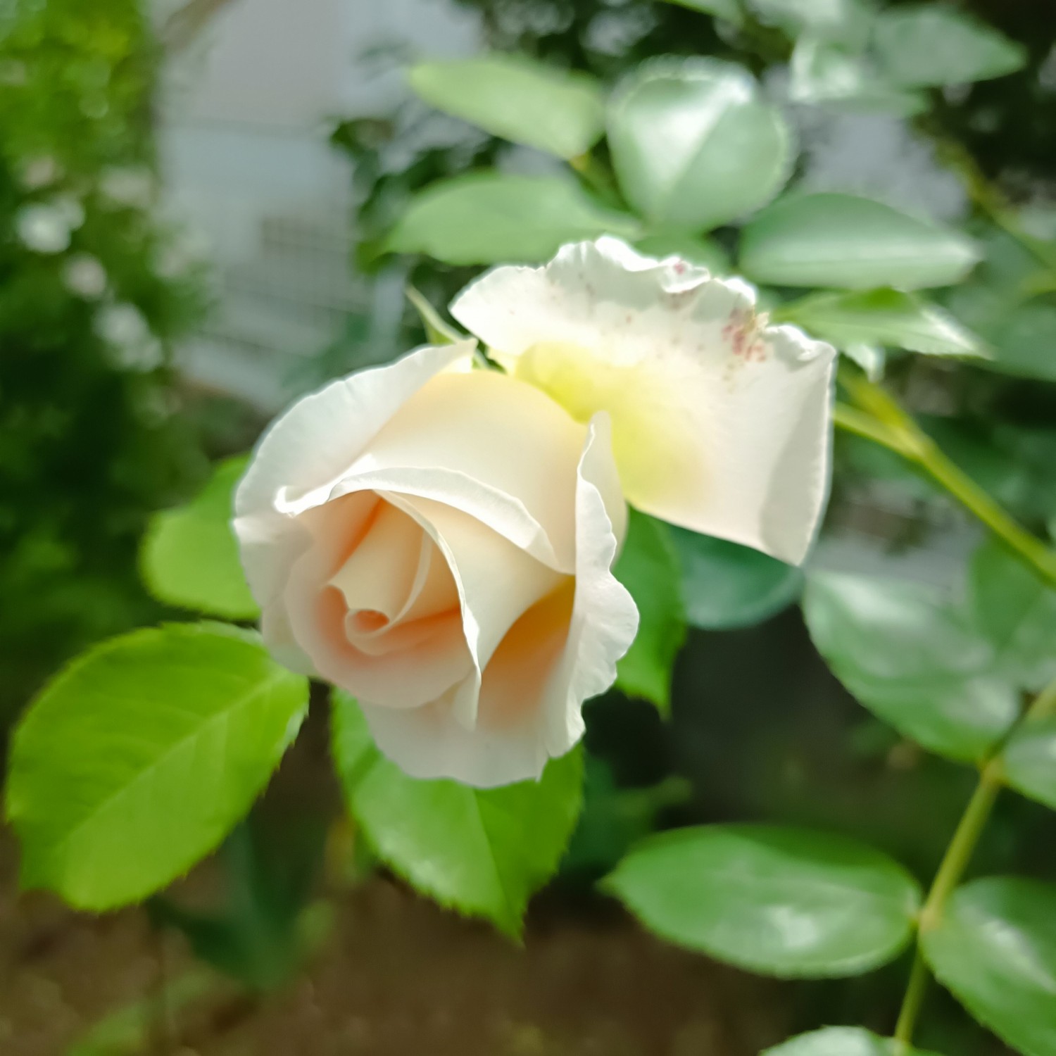 IMG_20250511_094900