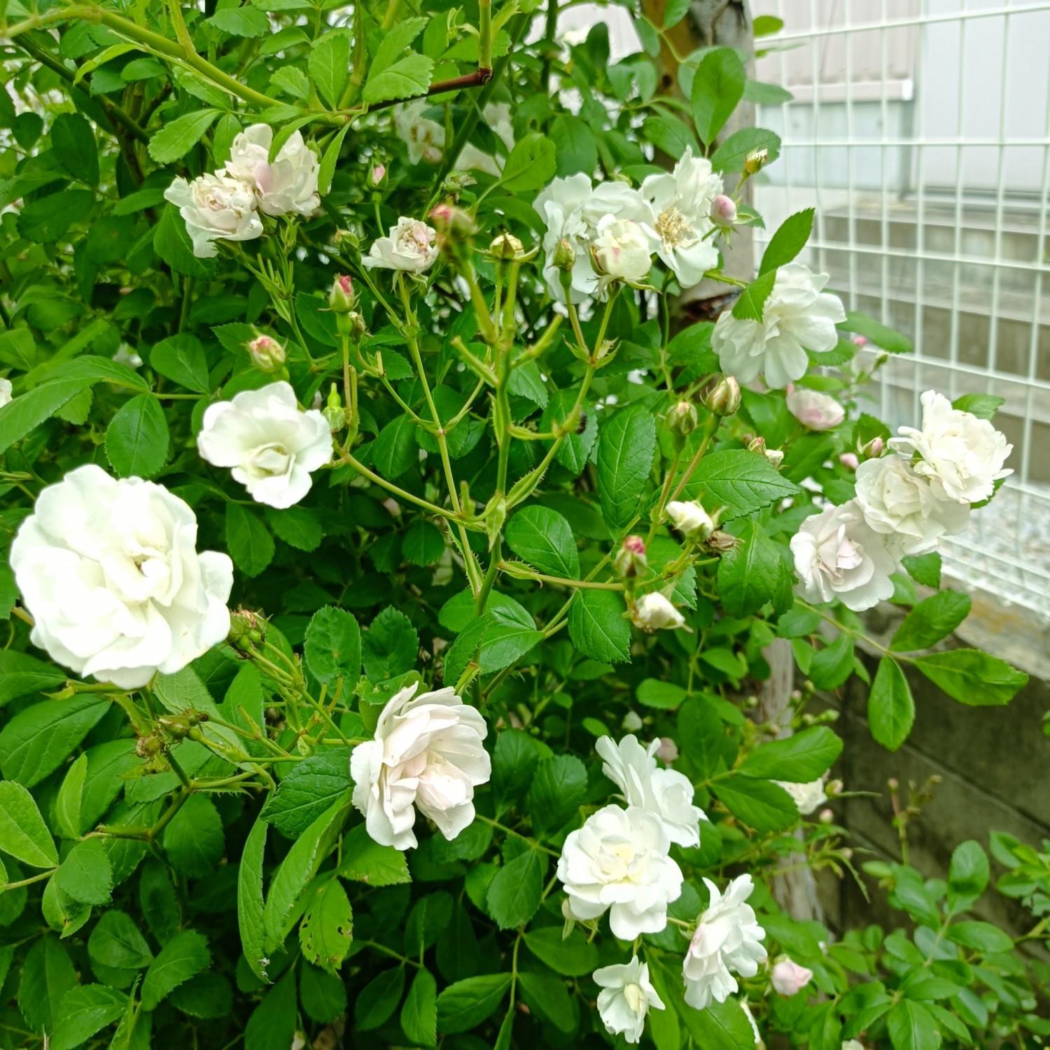 IMG_20250511_094915