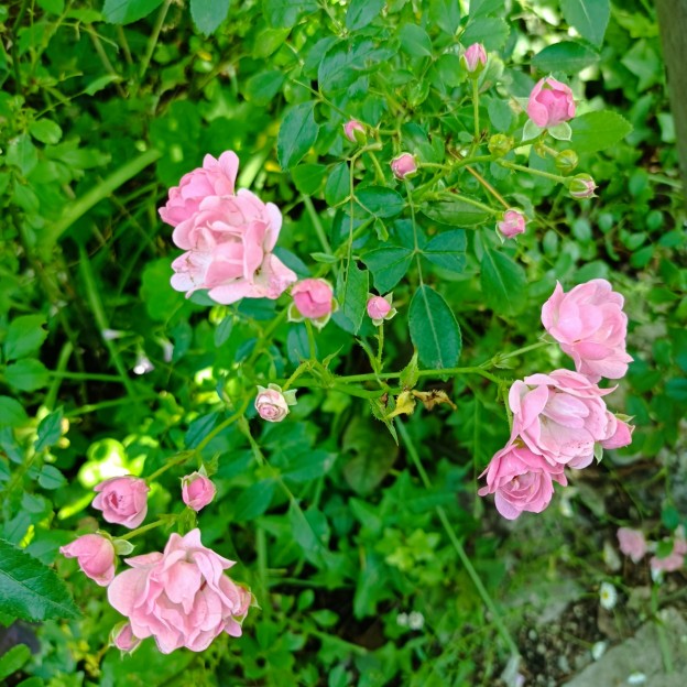 IMG_20250605_082544
