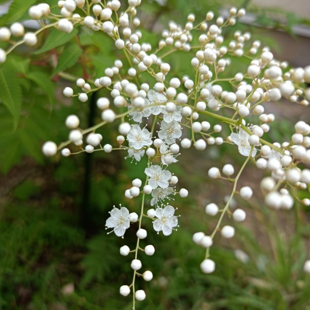 IMG_20250608_132049