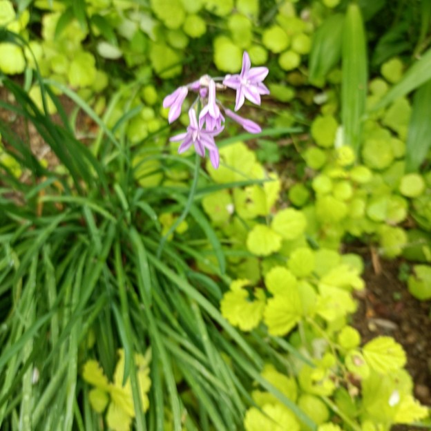 IMG_20250609_082649