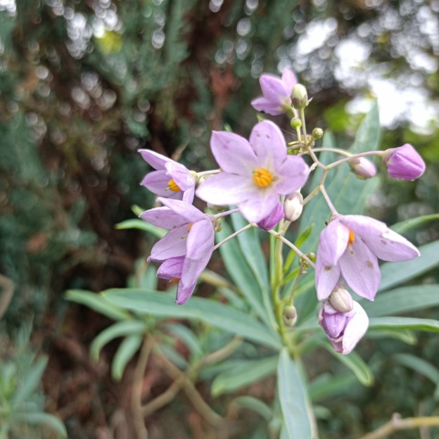 IMG_20250612_080952