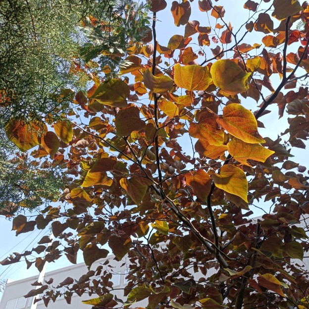 IMG_20250620_084343