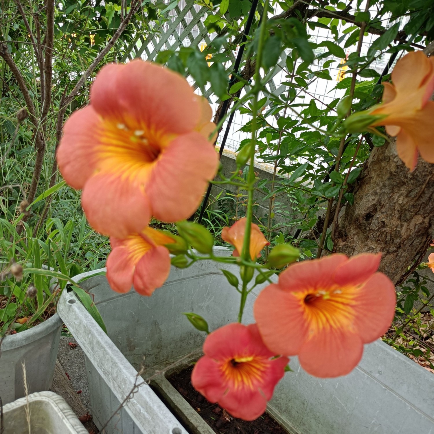 IMG_20250626_121144