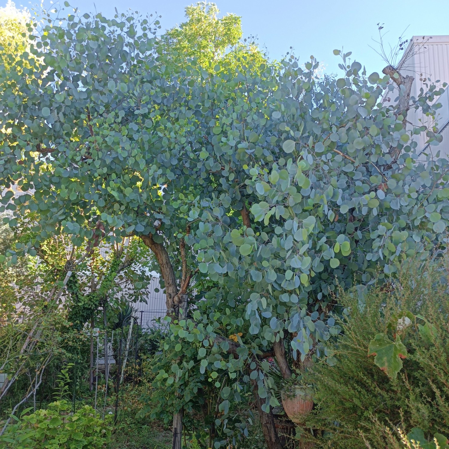 IMG_20250725_080255