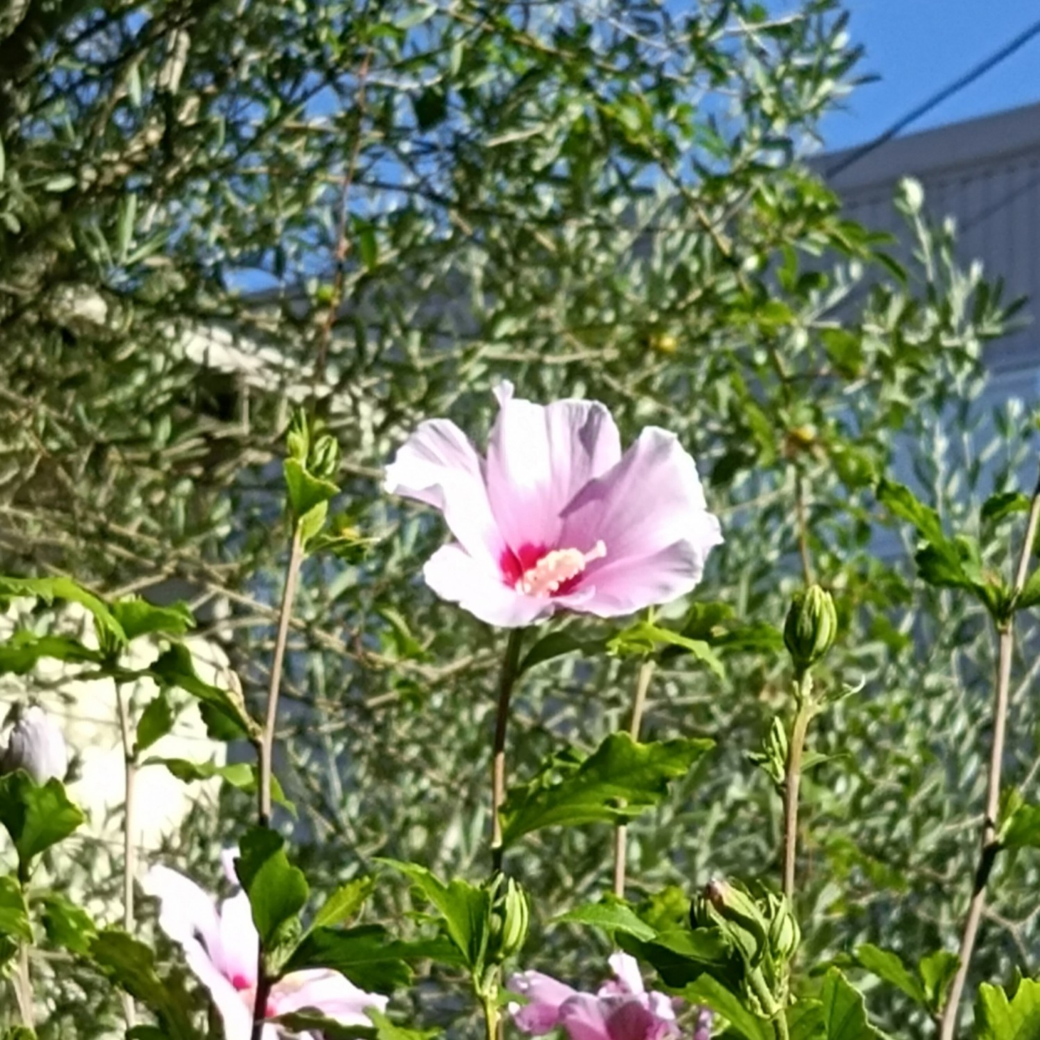 IMG_20250725_080501