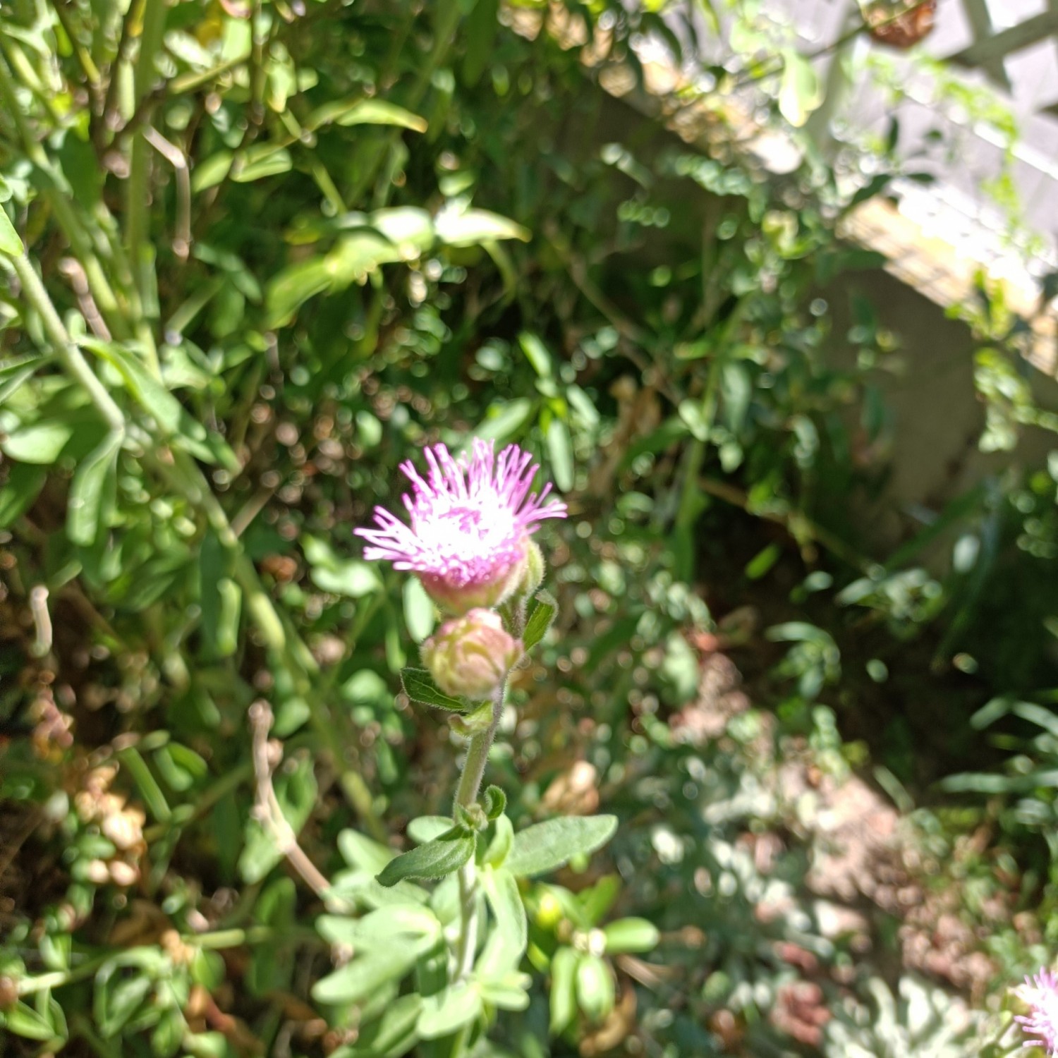 IMG_20250727_095000