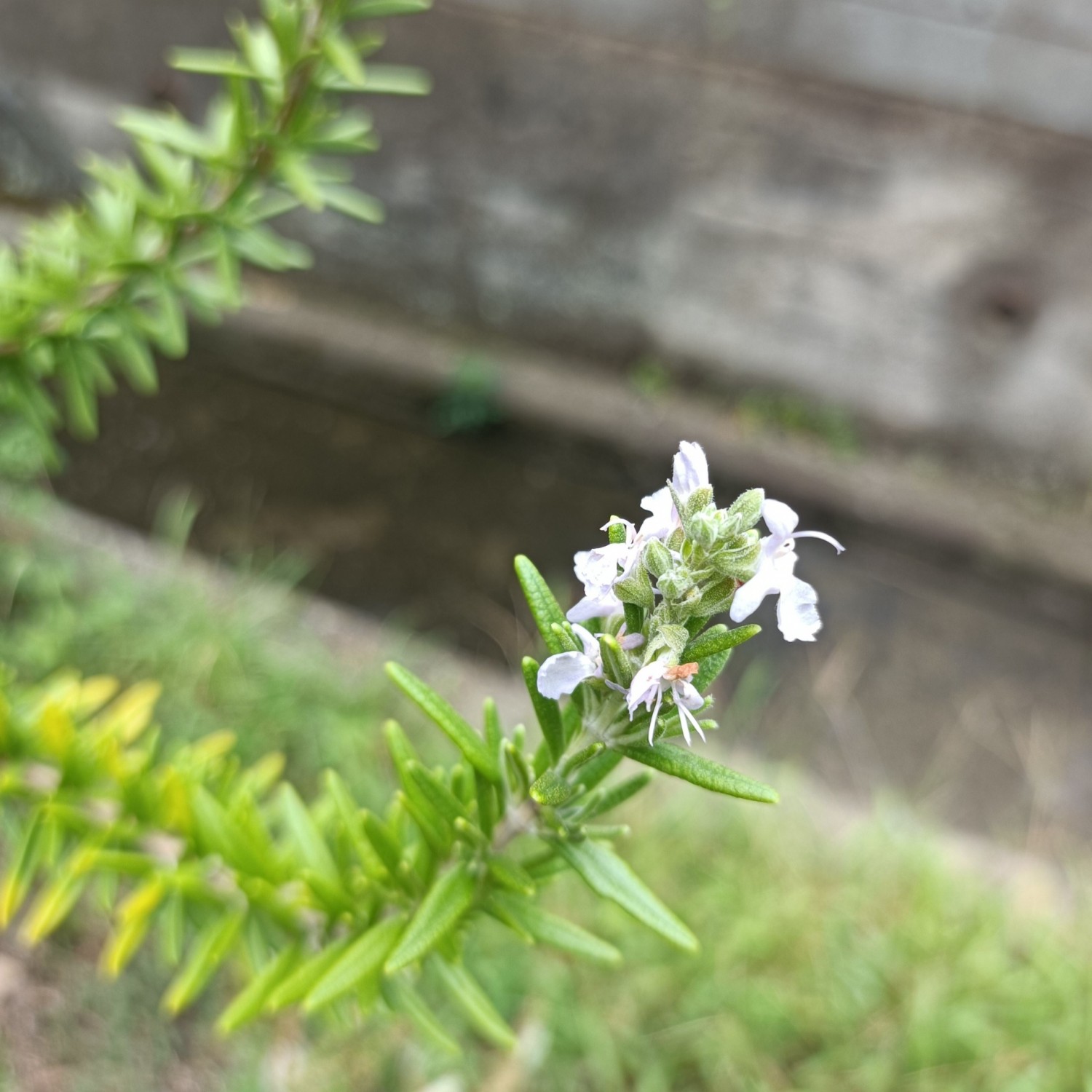 IMG_20250810_094637