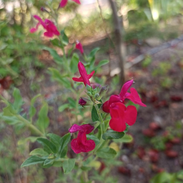 IMG_20250830_080443
