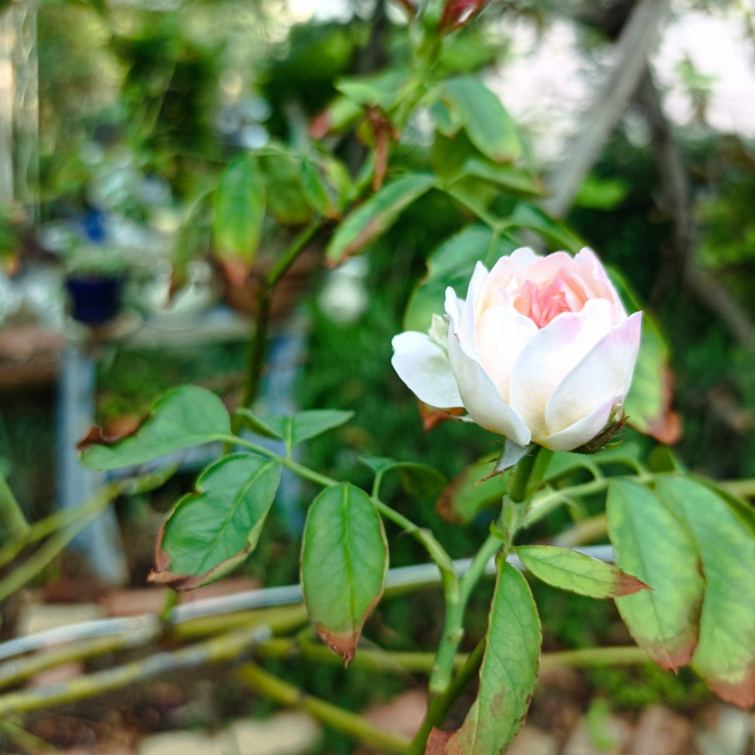 IMG_20250917_080359