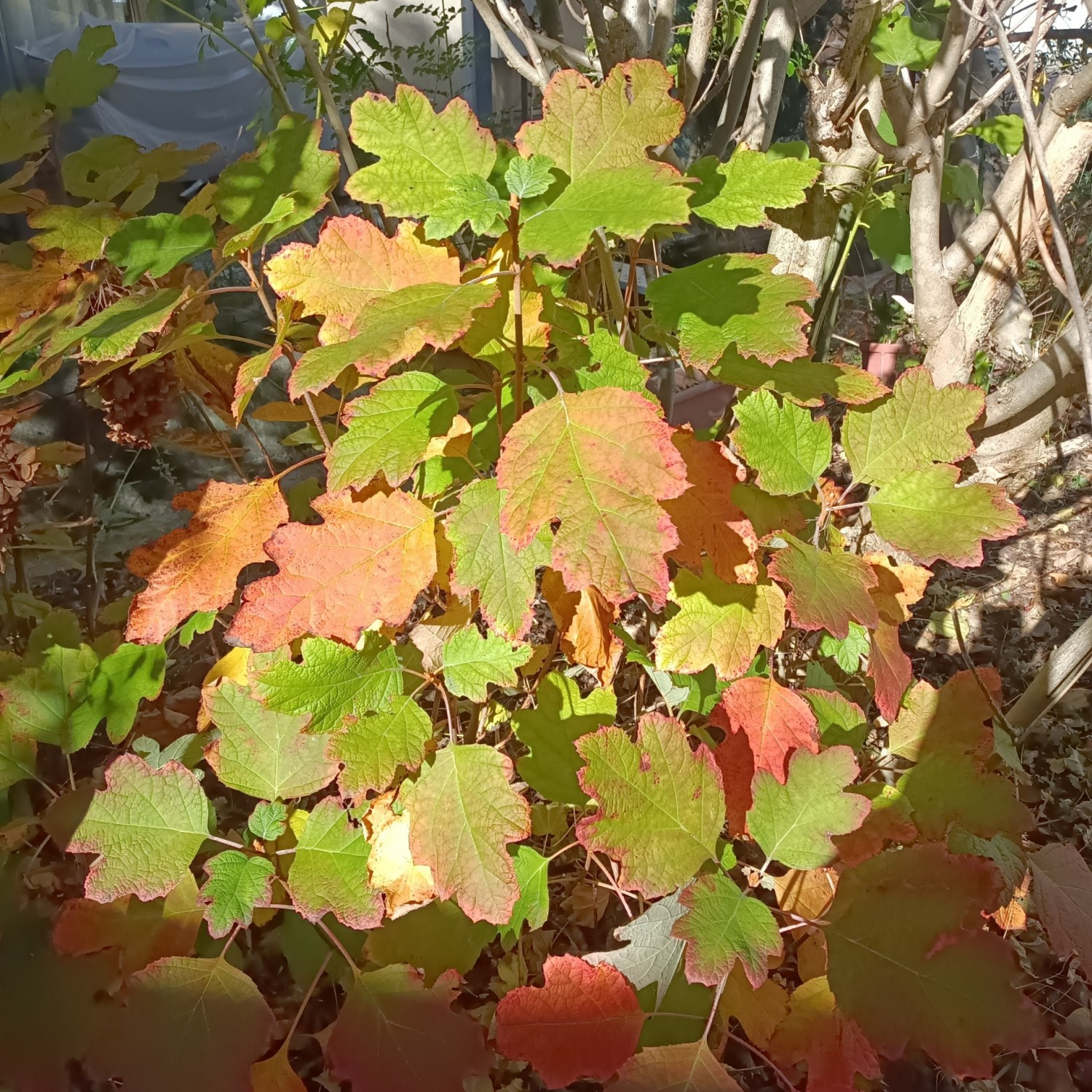 IMG_20251204_104034_1