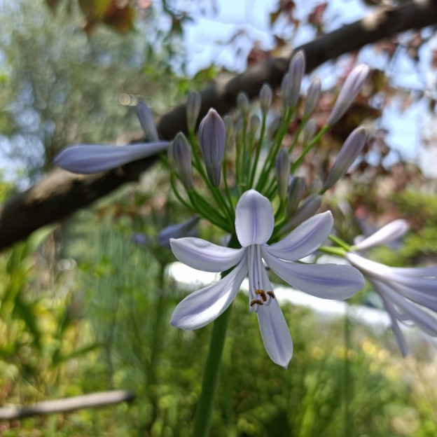 IMG_20250627_111016-1500x1500