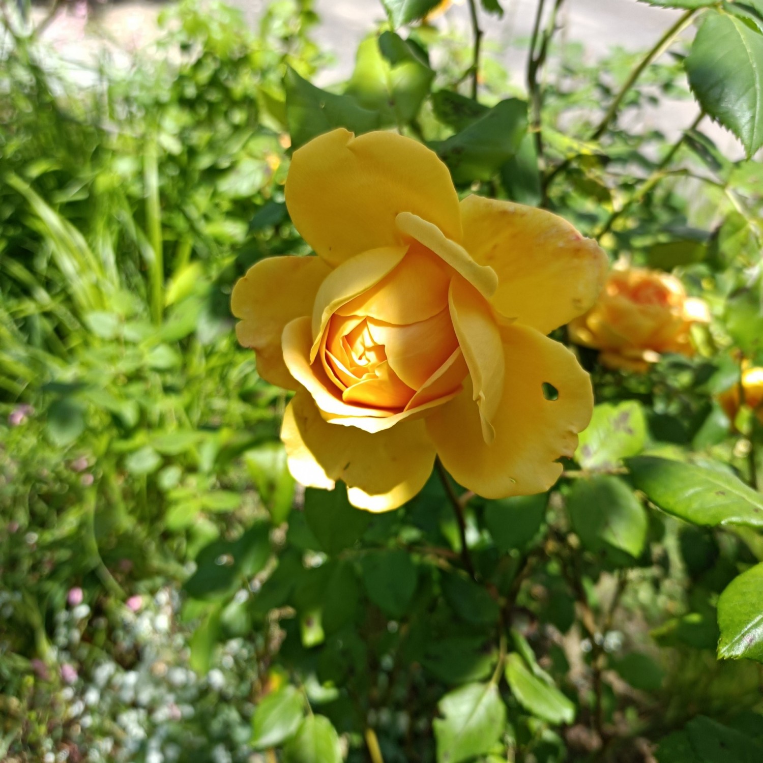 IMG_20260502_111750
