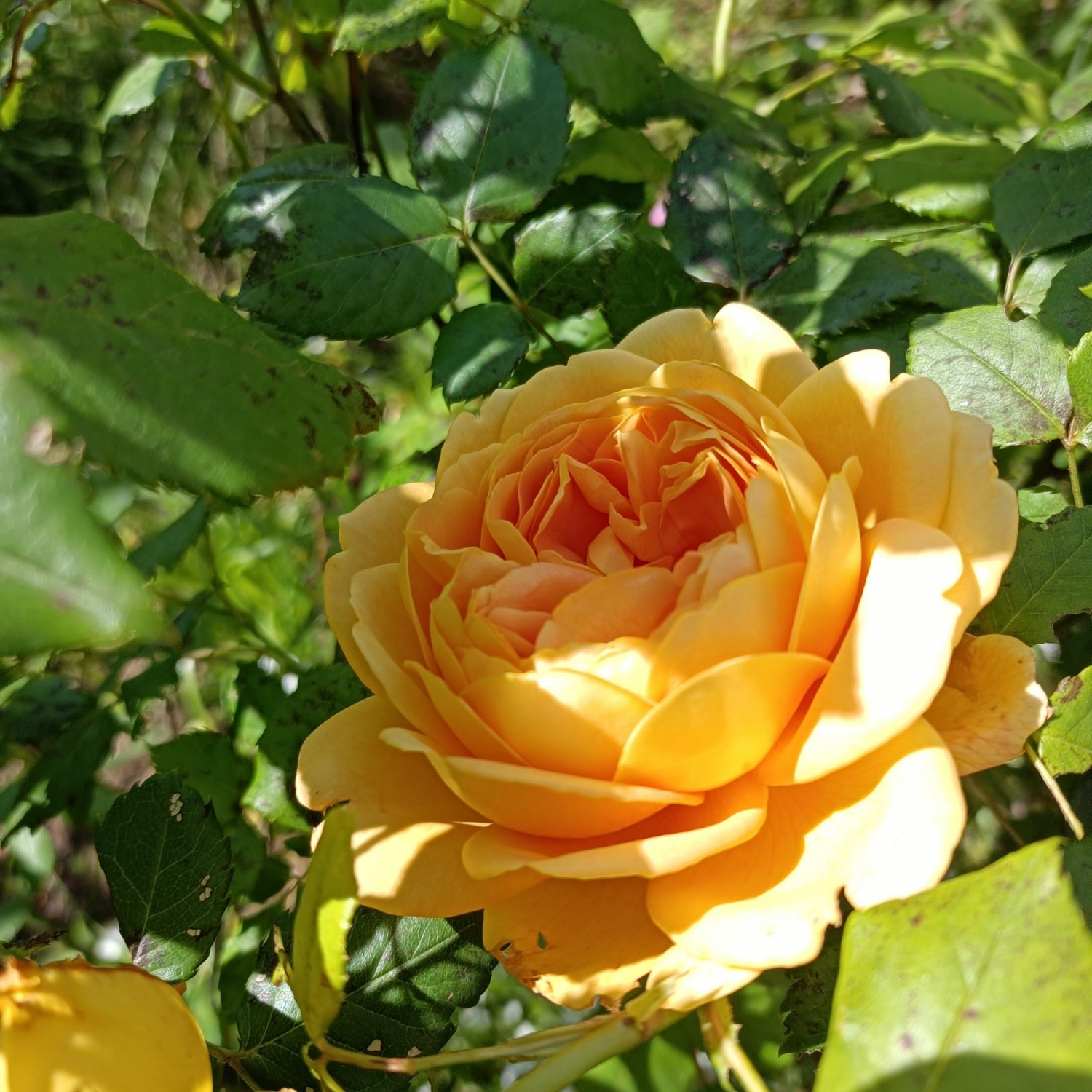 IMG_20260502_111800