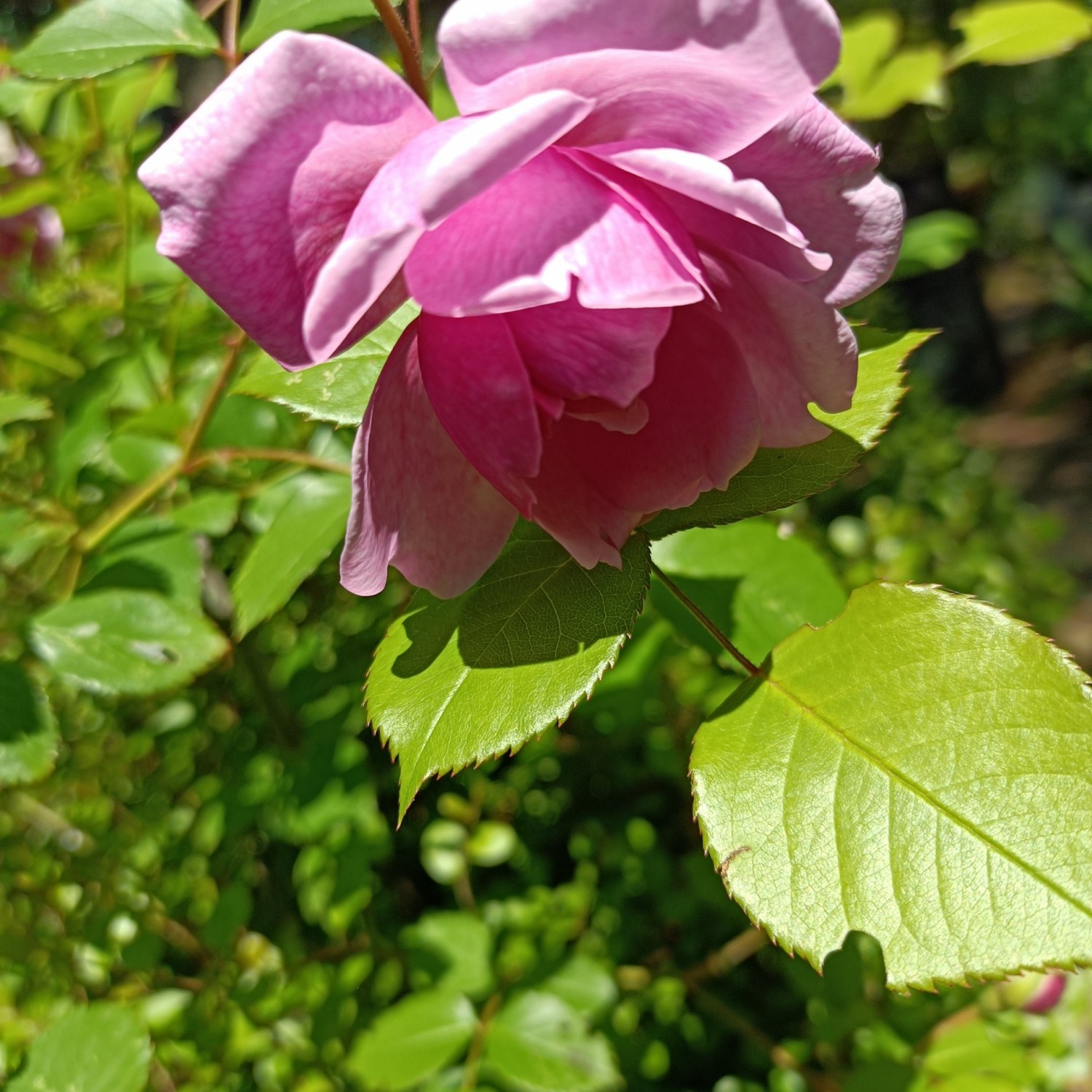 IMG_20260505_100530