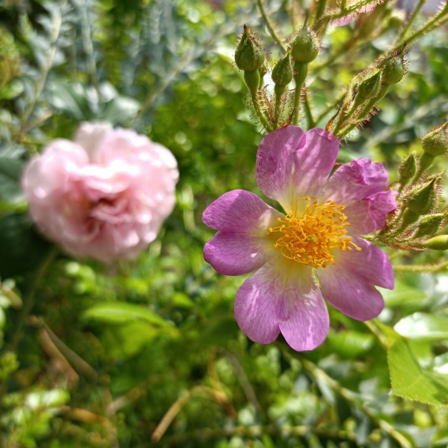 IMG_20260512_093257