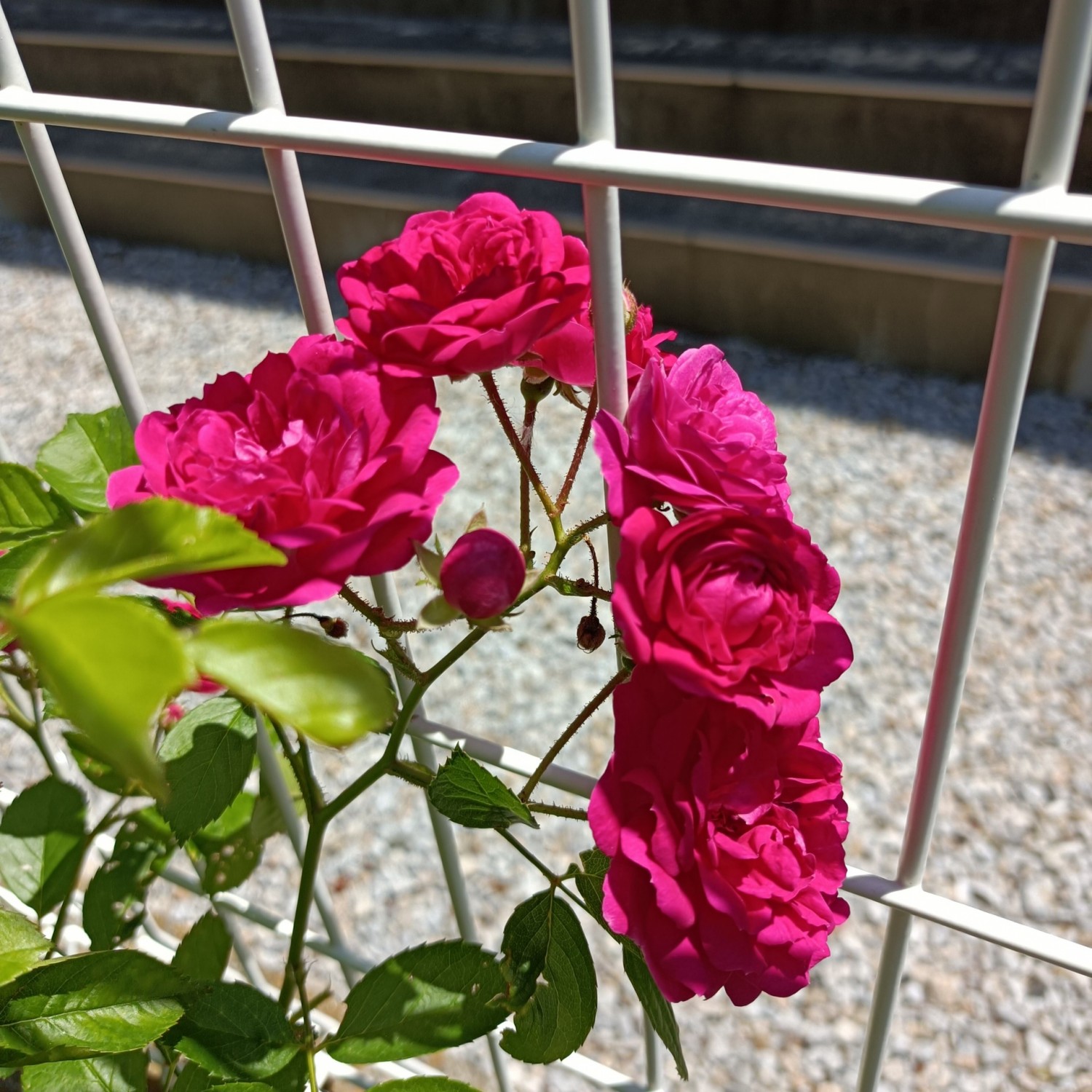 IMG_20260514_112826