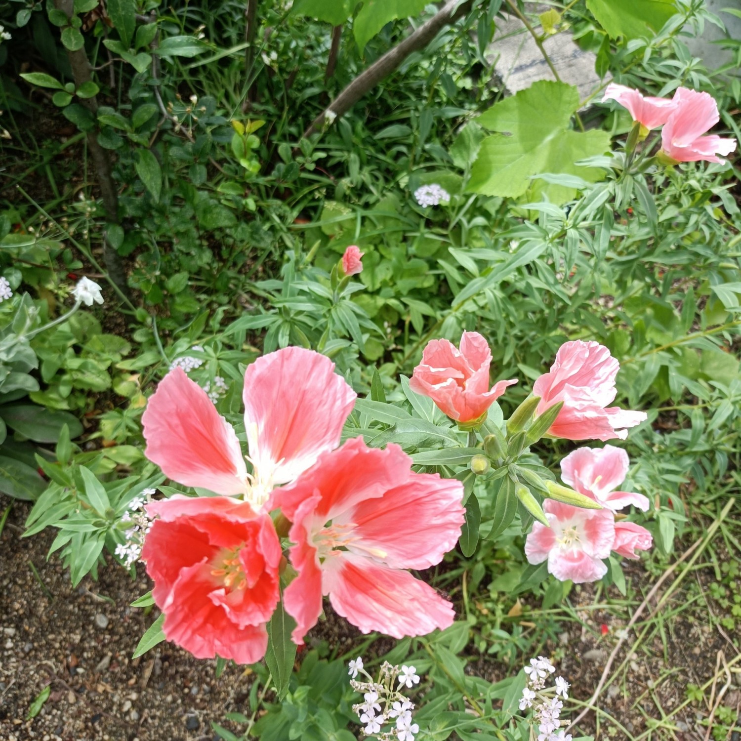 IMG_20260524_091343