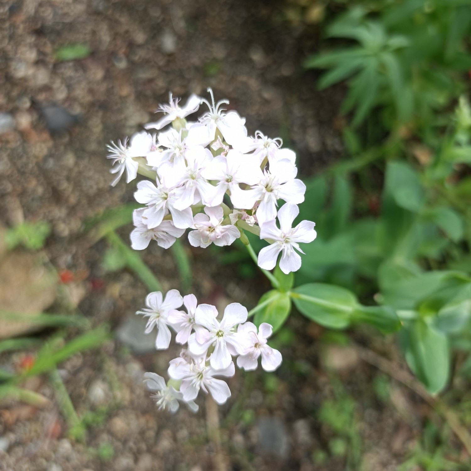 IMG_20260524_091356