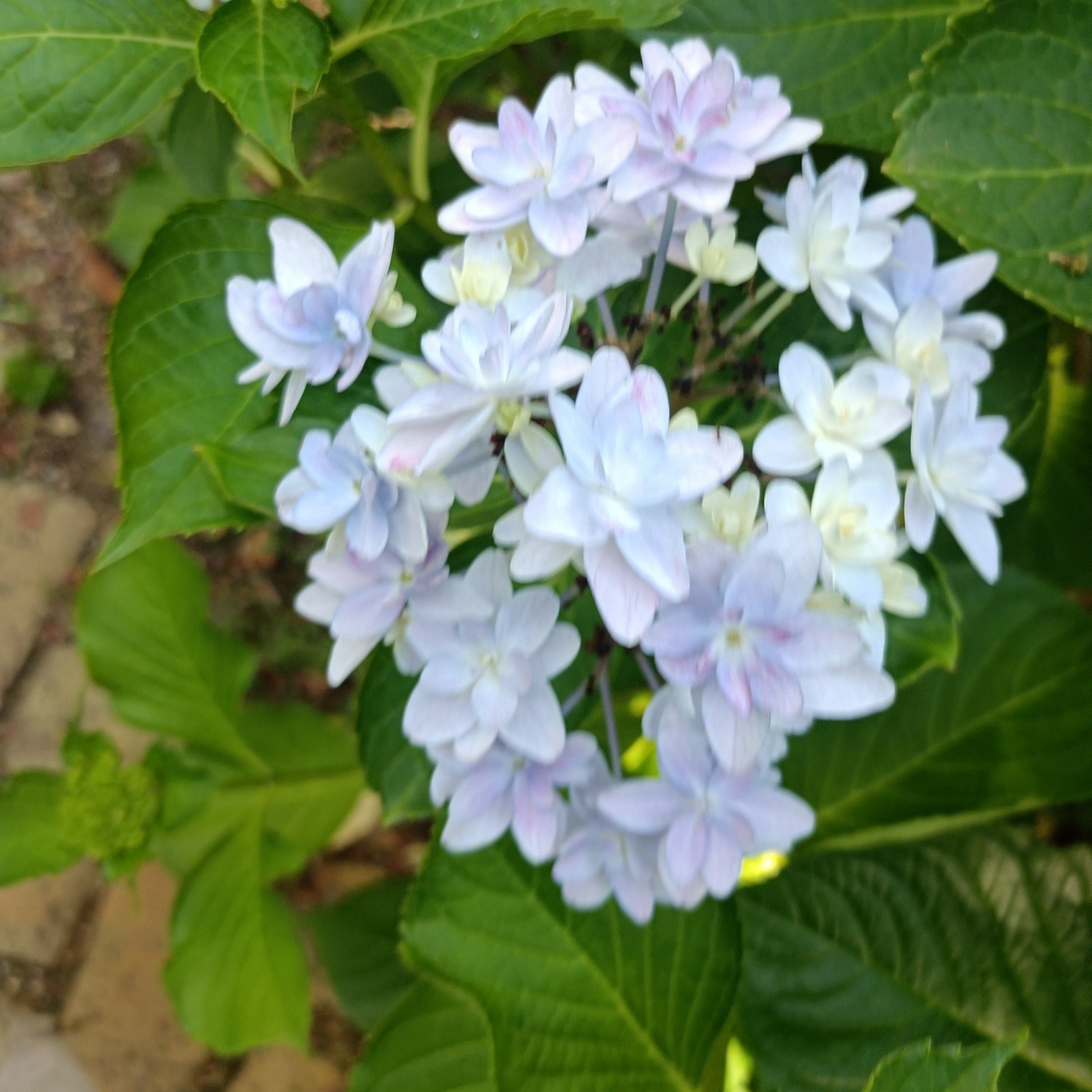 IMG_20260524_171747
