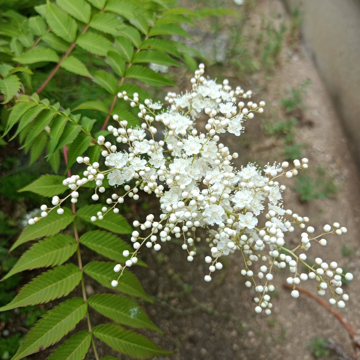 IMG_20260528_095533