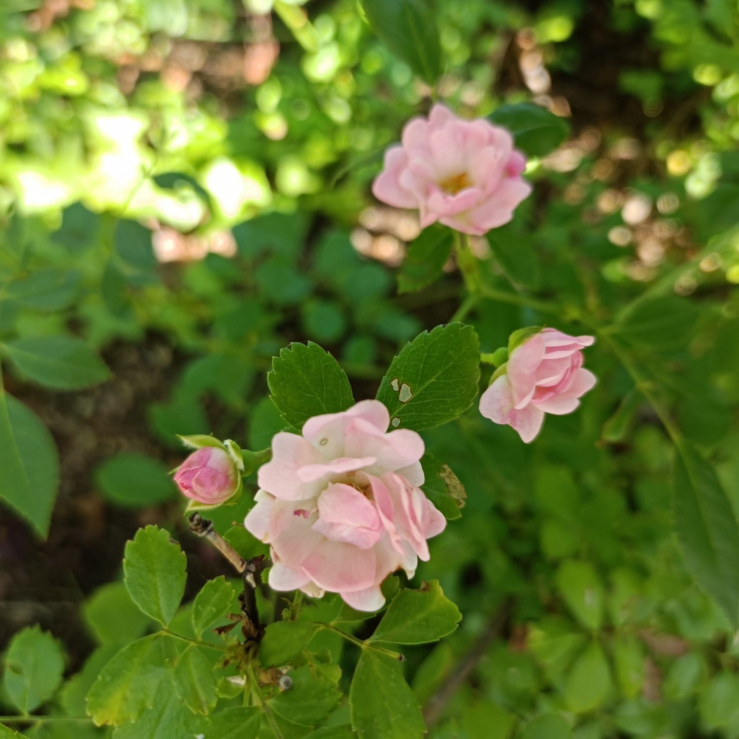 IMG_20260601_150445