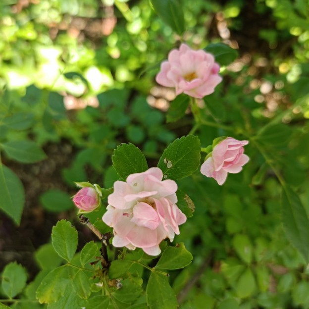 IMG_20260601_150445