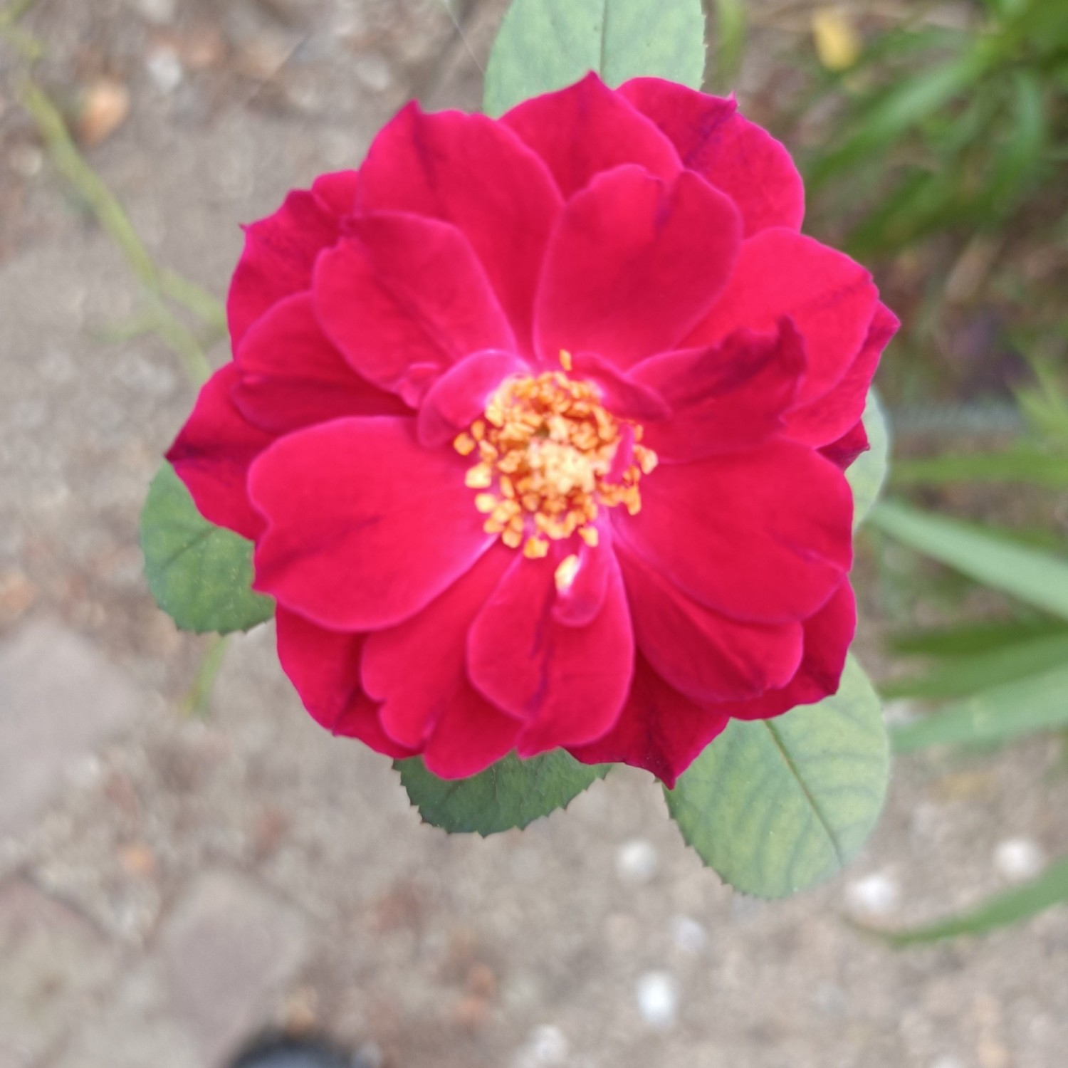 IMG_20260726_073416