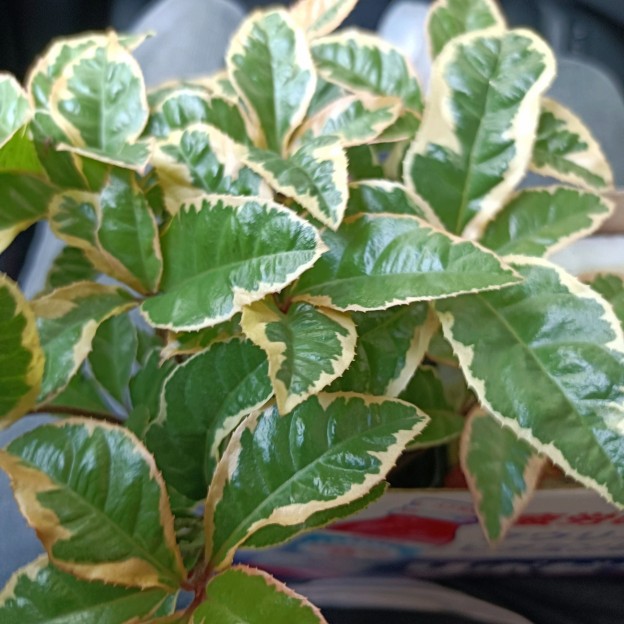 geensnap_20260712_194233123