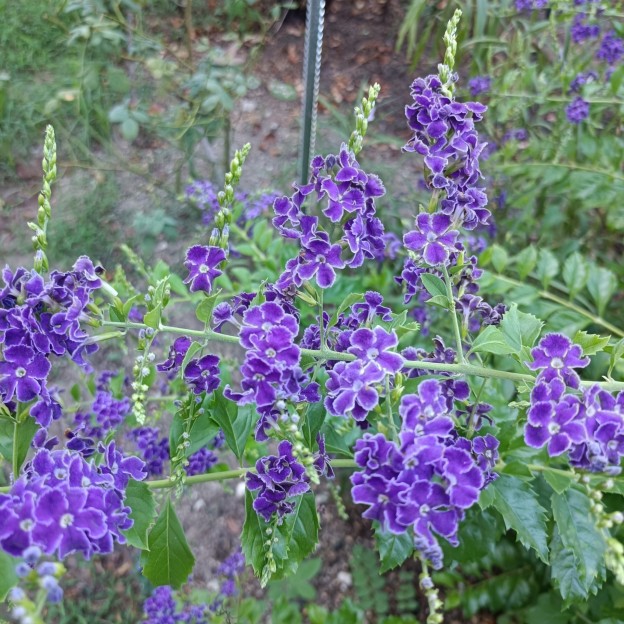 IMG_20260826_073435