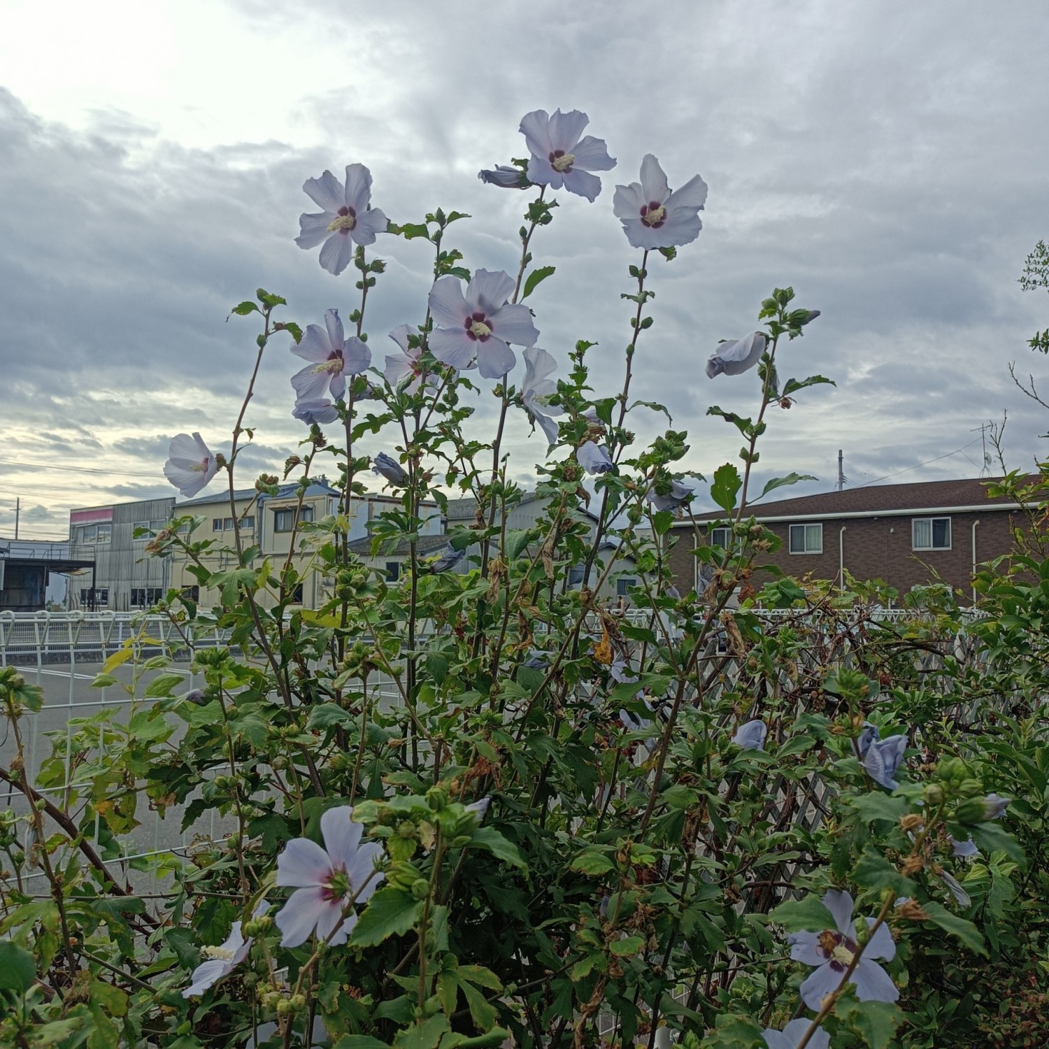 IMG_20260906_072947