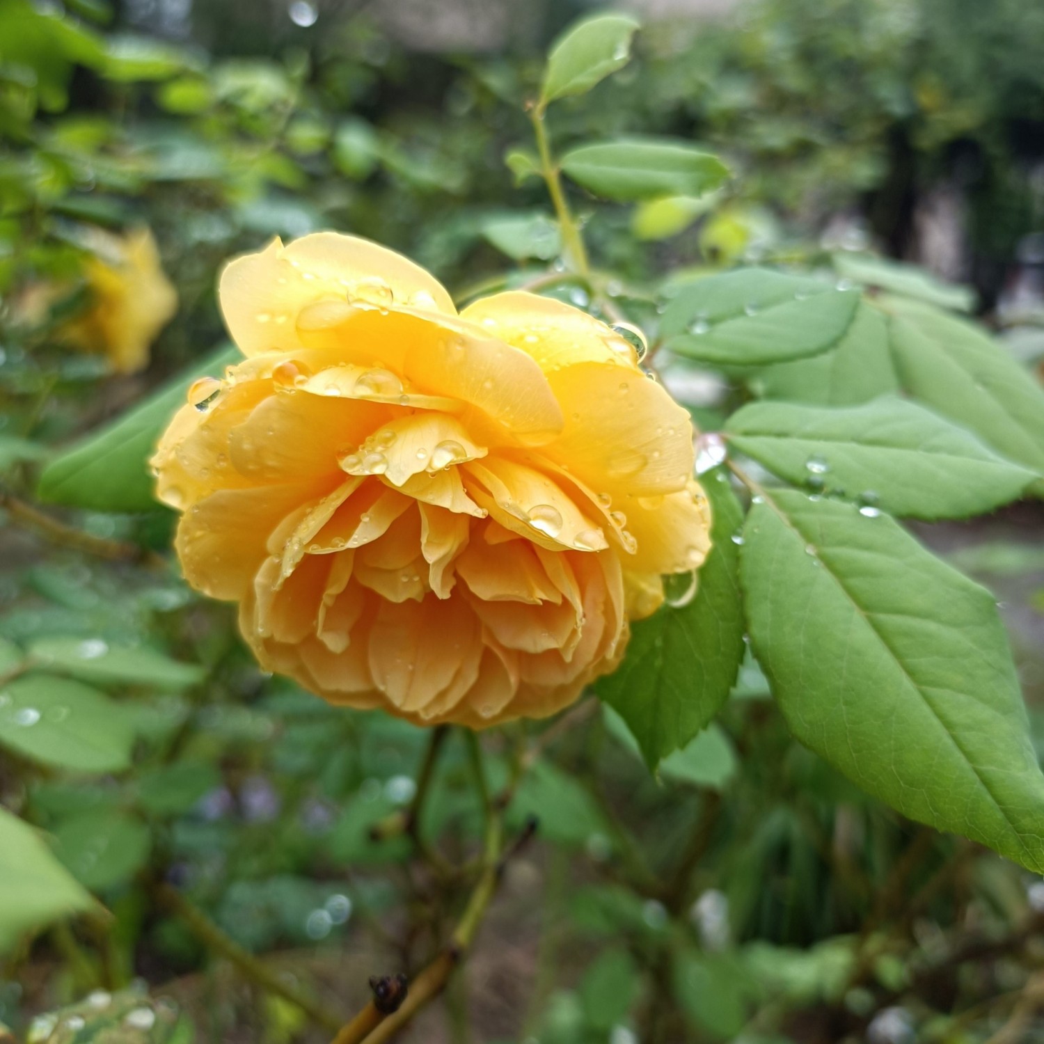 IMG_20260929_100407