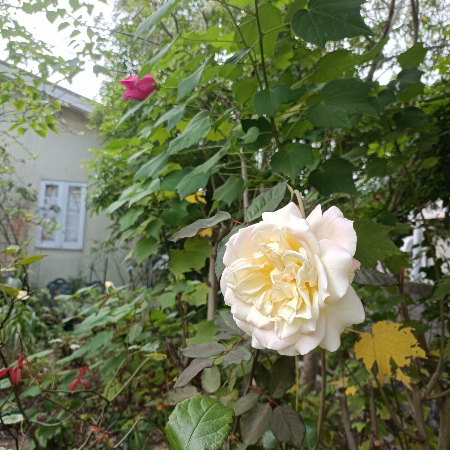 IMG_20261022_084738
