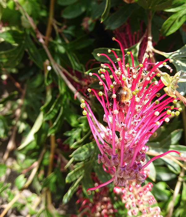 GREVILLEA GAUDI G CHAUDI（グレビレア ガウディチャウディ）まさかの2.5m！ | 海の見える庭ときどき動物