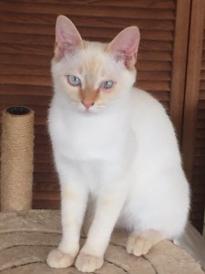 猫カフェ白浜１２