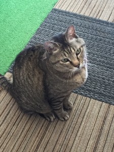 猫カフェ白浜９